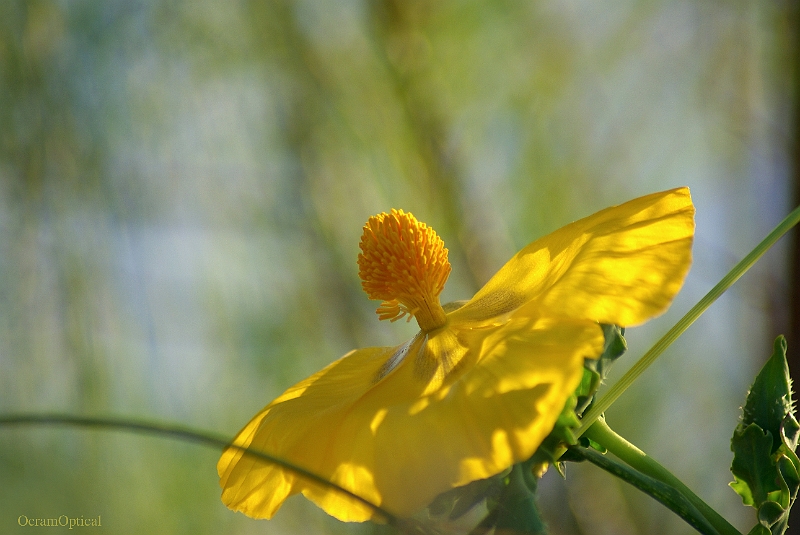 RhodosMei2008 215.jpg